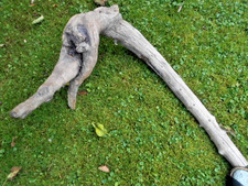Skulptur schwemmholz treibholz gebraucht kaufen  Riedering