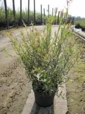 Purpur weide salix gebraucht kaufen  Zetel