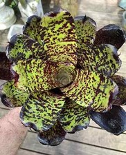Buy save bromeliad for sale  Miami