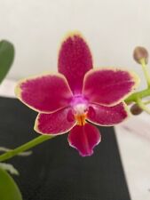 Phalaenopsis sogo gotris for sale  CHELMSFORD