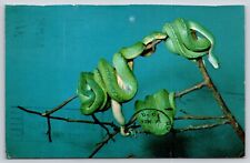 tree green python for sale  Wynantskill