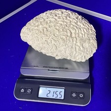 Brain coral 2.1kg for sale  NORWICH