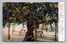 Worlds largest grape for sale  USA