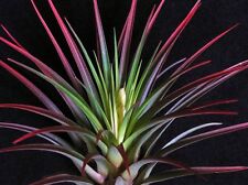 Tillandsia tricolor melanocrat for sale  DRONFIELD