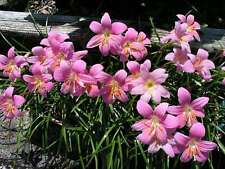 Zephyranthes graniflora margin for sale  MARKET RASEN