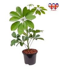 Dwarf umbrella tree for sale  HUDDERSFIELD