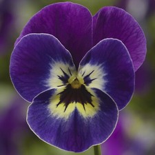 Óleo essencial absoluto de flor violeta - (Viola odorata) - 100% puro não diluído 5-10 ml comprar usado  Enviando para Brazil