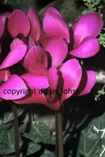 Blumen katalog archiv gebraucht kaufen Blumen katalog archiv gebraucht kaufen  Berlin