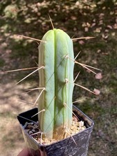 Echinopsi lageniformis usato  Rubiera