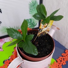 Kaffeebaum coffea arabica gebraucht kaufen  Bückeburg