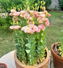 Set lisianthus apricot for sale  Gastonia