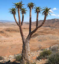 Aloidendron pillansii riesen usato  Napoli