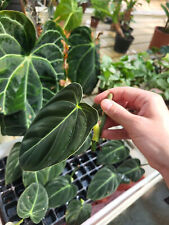 Philodendron melanochrysum ste gebraucht kaufen  Monheim