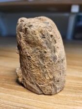 Fantastic mosasaur skull for sale  SOLIHULL