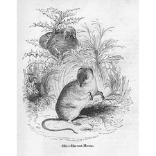 Harvest mouse antique for sale  GLASGOW