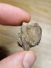 Rare thescelosaurus fossil for sale  SOLIHULL