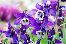 Samen akelei blumen gebraucht kaufen  Calw