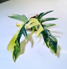 Philodendron florida beauty for sale  Vancouver