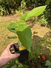 Hybrid chestnut tree for sale Hybrid chestnut tree for sale  BENFLEET