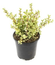 Succulents plants live for sale  Laurel