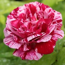 Rose bush ferdinand for sale Rose bush ferdinand for sale  GLASGOW