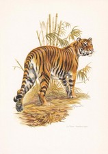 1960 tiger print for sale  BIDEFORD