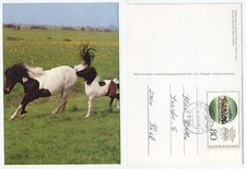 20349 shetlandpony stute gebraucht kaufen 20349 shetlandpony stute gebraucht kaufen  Berlin