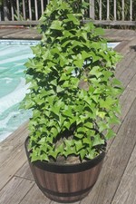 Gerrardanthus macrorhizus caud for sale  Rochester
