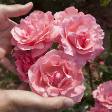Rose queen elizabeth for sale  PETERBOROUGH