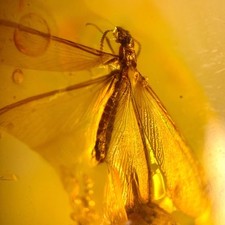 Termite burmese burmite for sale  GILLINGHAM