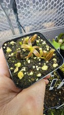 Nepenthes appendiculata seed for sale  THORNTON-CLEVELEYS