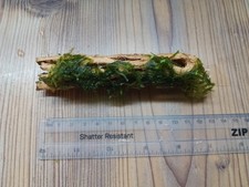 Christmas moss colla for sale  CREDITON