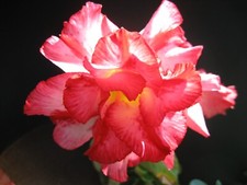 Adenium obesum excellent for sale  BRISTOL