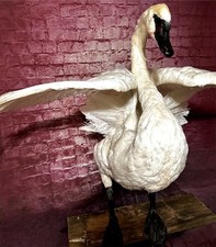 taxidermy peacock for sale taxidermy peacock for sale New York