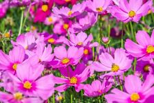 1000+ nasion Kosze na biżuterię Cosmos bipinatus Letni ogród Dzikie kwiaty Nasiona   na sprzedaż  Wysyłka do Poland