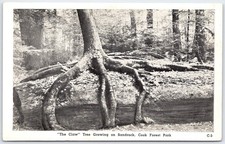 Cartão postal vintage "The Claw" Tree on Sandrock, Cook Forest Park comprar usado Cartão postal vintage "The Claw" Tree on Sandrock, Cook Forest Park comprar usado  Enviando para Brazil