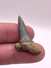 Quality 1.375 fossil for sale  Charleston