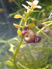 Algae eating ramshorn for sale  Long Beach