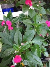 Impatiens balsamina rare d'occasion  Breteuil
