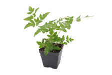 Live royal fern for sale  USA
