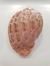 Usado, HARPA MAJOR BIG SHELL !! comprar usado  Enviando para Brazil