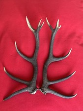 Pair red deer for sale  DUNDEE