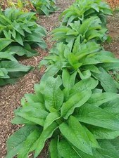 Russian comfrey live d'occasion  Expédié en Belgium
