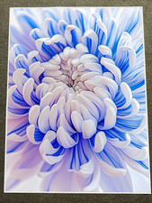 Close beautiful blue for sale  House Springs