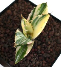 Agave titanota squalo usato  Napoli