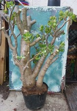 Huge jade bonsai for sale  San Marcos