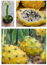 Rooted yellow dragon for sale  USA