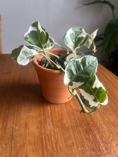 Large healthy indoor for sale  LONDON