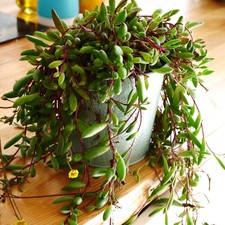 Exact plant othonna for sale  BEXHILL-ON-SEA
