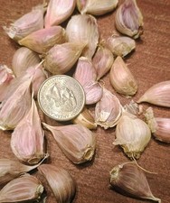 Organic german red for sale  West Plains